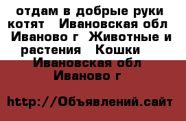 отдам в добрые руки котят - Ивановская обл., Иваново г. Животные и растения » Кошки   . Ивановская обл.,Иваново г.